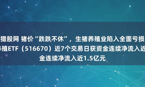 猎股网 猪价“跌跌不休”，生猪养殖业陷入全面亏损，畜牧养殖ETF（516670）近7个交易日获资金连续净流入近1.5亿元