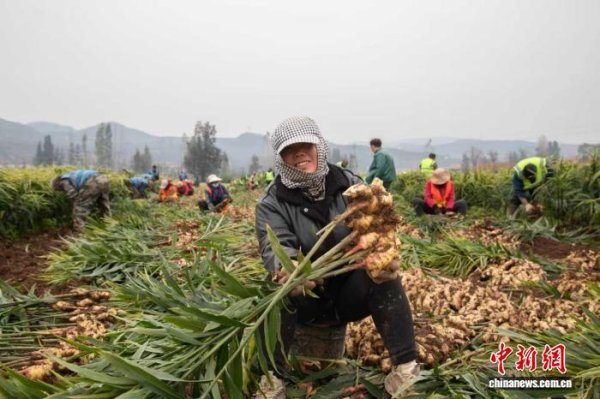 大旗策略 （乡村行·看振兴）金融活水润乡土：从姜田到谷场的生机